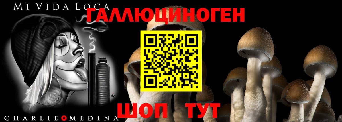 купить наркотики сайты  Псилоцибиновые грибы мицелий  Вход с VPN  Вязьма 
